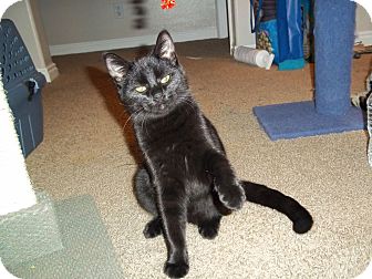 Domestic Shorthair Kitten for Sale in Boise, Idaho - Boo Domestic Shorthair Kitten for Sale in Boise, Idaho - Boo
