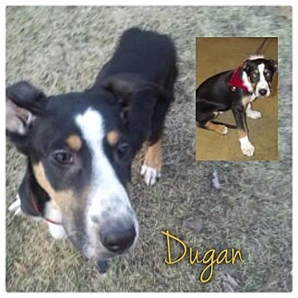 Greater Swiss Mountain Dog Mix Puppy for Sale in Westland, Michigan - Dugan Greater Swiss Mountain Dog Mix Puppy for Sale in Westland, Michigan - Dugan