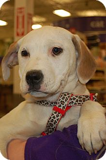Boxer/Labrador Retriever Mix Puppy for Sale in London, Kentucky - Minnie Boxer/Labrador Retriever Mix Puppy for Sale in London, Kentucky - Minnie