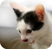 Domestic Mediumhair Kitten for Sale in Mesa, Arizona - Nala Domestic Mediumhair Kitten for Sale in Mesa, Arizona - Nala