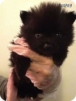 Pomeranian Puppy for Sale in Springfield, Virginia - Timmy Tippy-Toes Pomeranian Puppy for Sale in Springfield, Virginia - Timmy Tippy-Toes