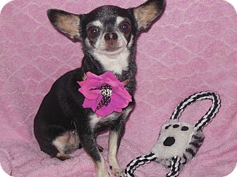Chihuahua Dog for Sale in phoenix, Arizona - Tink Chihuahua Dog for Sale in phoenix, Arizona - Tink