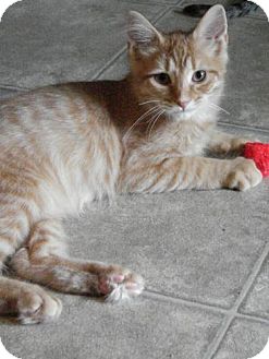 Domestic Longhair Cat for Sale in Grand Rapids, Michigan - Springsteen Domestic Longhair Cat for Sale in Grand Rapids, Michigan - Springsteen