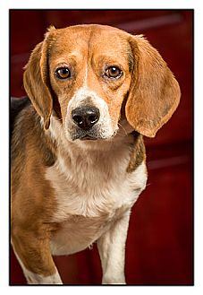 Beagle Dog for Sale in Owensboro, Kentucky - Mr. Bates Beagle Dog for Sale in Owensboro, Kentucky - Mr. Bates