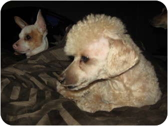 Poodle (Miniature)/Chihuahua Mix Dog for Sale in phoenix, Arizona - stitch Poodle (Miniature)/Chihuahua Mix Dog for Sale in phoenix, Arizona - stitch