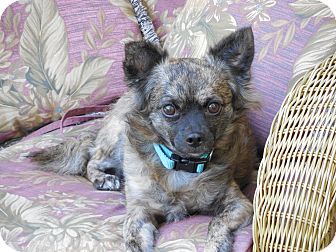 Chihuahua Dog for Sale in Ormond Beach, Florida - Harry Chihuahua Dog for Sale in Ormond Beach, Florida - Harry