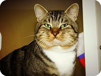 Domestic Shorthair Cat for Sale in Cheyenne, Wyoming - Mr. Big Stuff Domestic Shorthair Cat for Sale in Cheyenne, Wyoming - Mr. Big Stuff
