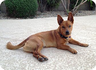 Basenji/Corgi Mix Dog for Sale in Chandler, Arizona - Sam Basenji/Corgi Mix Dog for Sale in Chandler, Arizona - Sam