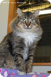 Maine Coon Cat for Sale in Lincoln, Nebraska - Sergio Maine Coon Cat for Sale in Lincoln, Nebraska - Sergio