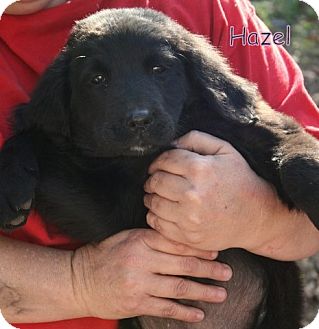 Newfoundland/Basset Hound Mix Puppy for Sale in Danbury, Connecticut - Hazel ADOPTION PENDING Newfoundland/Basset Hound Mix Puppy for Sale in Danbury, Connecticut - Hazel ADOPTION PENDING