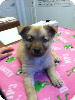 Australian Shepherd/Shepherd (Unknown Type) Mix Puppy for Sale in Granbury, Texas - Mocha Australian Shepherd/Shepherd (Unknown Type) Mix Puppy for Sale in Granbury, Texas - Mocha
