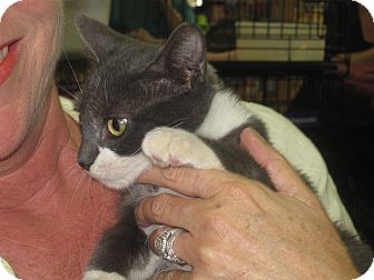 Domestic Shorthair Kitten for Sale in Naples, Florida - ARTY Domestic Shorthair Kitten for Sale in Naples, Florida - ARTY