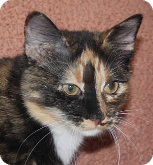 Domestic Mediumhair Kitten for Sale in Morganton, North Carolina - Candy Domestic Mediumhair Kitten for Sale in Morganton, North Carolina - Candy