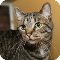 Domestic Shorthair Cat for Sale in Albany, New York - Skippy Domestic Shorthair Cat for Sale in Albany, New York - Skippy