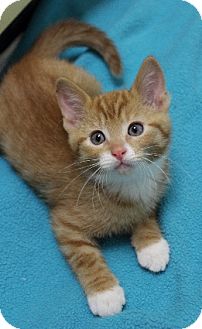 Domestic Shorthair Kitten for Sale in Chicago, Illinois - Finbar Domestic Shorthair Kitten for Sale in Chicago, Illinois - Finbar