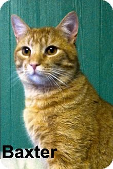 Domestic Shorthair Cat for Sale in Medway, Massachusetts - Baxter Domestic Shorthair Cat for Sale in Medway, Massachusetts - Baxter