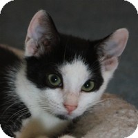Domestic Shorthair Kitten for Sale in Albany, New York - Tierney Domestic Shorthair Kitten for Sale in Albany, New York - Tierney