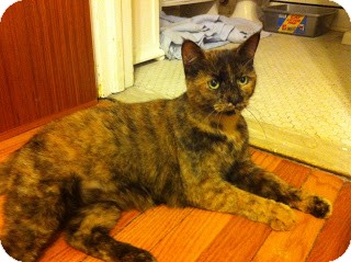 Domestic Shorthair Cat for Sale in Chicago, Illinois - Topaz Domestic Shorthair Cat for Sale in Chicago, Illinois - Topaz