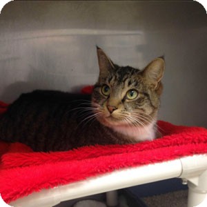 Domestic Shorthair Cat for Sale in Athens, Georgia - Jane Domestic Shorthair Cat for Sale in Athens, Georgia - Jane