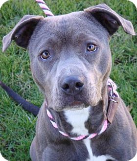 American Pit Bull Terrier Mix Dog for Sale in Red Bluff, California - Velvet-URGENT-$45 adoption fee American Pit Bull Terrier Mix Dog for Sale in Red Bluff, California - Velvet-URGENT-$45 adoption fee