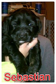 German Shepherd Dog/Chow Chow Mix Puppy for Sale in Westland, Michigan - Sebastian German Shepherd Dog/Chow Chow Mix Puppy for Sale in Westland, Michigan - Sebastian