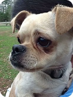 Chihuahua/Pug Mix Puppy for Sale in Springfield, Virginia - Chuggy Bear! Chihuahua/Pug Mix Puppy for Sale in Springfield, Virginia - Chuggy Bear!