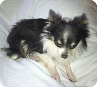Chihuahua Dog for Sale in Clear Lake, Washington - Parker Chihuahua Dog for Sale in Clear Lake, Washington - Parker