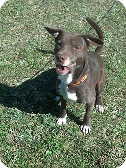 American Pit Bull Terrier/Labrador Retriever Mix Dog for Sale in Rising Sun, Indiana - Francis - NORTH VERNON, IN American Pit Bull Terrier/Labrador Retriever Mix Dog for Sale in Rising Sun, Indiana - Francis - NORTH VERNON, IN