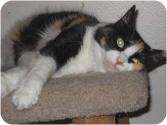 Maine Coon Cat for Sale in Huffman, Texas - CaliCooke Maine Coon Cat for Sale in Huffman, Texas - CaliCooke