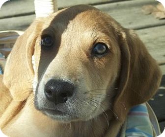 Black and Tan Coonhound/Hound (Unknown Type) Mix Puppy for Sale in Conway, Arkansas - Wiggles Black and Tan Coonhound/Hound (Unknown Type) Mix Puppy for Sale in Conway, Arkansas - Wiggles