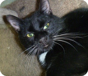 Domestic Shorthair Cat for Sale in Hamburg, New York - Roberto Domestic Shorthair Cat for Sale in Hamburg, New York - Roberto