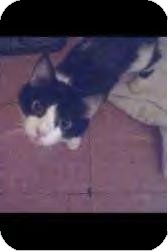 Domestic Shorthair Cat for Sale in Youngstown, Ohio - Gimperella ~ Adoption Pending Domestic Shorthair Cat for Sale in Youngstown, Ohio - Gimperella ~ Adoption Pending