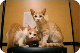 Domestic Shorthair Kitten for Sale in Orlando, Florida - Tuffy Domestic Shorthair Kitten for Sale in Orlando, Florida - Tuffy