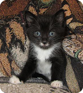 Domestic Mediumhair Kitten for Sale in Richfield, Ohio - Hope's Litter Domestic Mediumhair Kitten for Sale in Richfield, Ohio - Hope's Litter