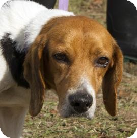 Beagle Mix Dog for Sale in Gainesville, Florida - Kirby Beagle Mix Dog for Sale in Gainesville, Florida - Kirby