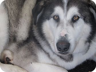 Alaskan Malamute Dog for Sale in Hamilton, Montana - Caesar Alaskan Malamute Dog for Sale in Hamilton, Montana - Caesar