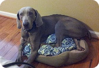 Weimaraner Mix Dog for Sale in Indian Trail, North Carolina - Velvet Weimaraner Mix Dog for Sale in Indian Trail, North Carolina - Velvet