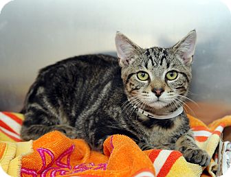 Domestic Shorthair Cat for Sale in Farmingdale, New York - Onyx Domestic Shorthair Cat for Sale in Farmingdale, New York - Onyx