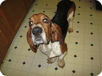 Basset Hound Dog for Sale in Pelham, New York - Copper Basset Hound Dog for Sale in Pelham, New York - Copper