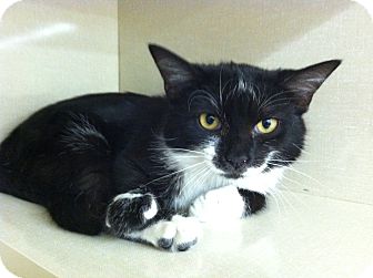 Domestic Shorthair Cat for Sale in Riverhead, New York - Aruba Domestic Shorthair Cat for Sale in Riverhead, New York - Aruba