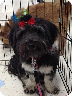 Schnauzer (Miniature)/Maltese Mix Dog for Sale in Brea, California - Audry Schnauzer (Miniature)/Maltese Mix Dog for Sale in Brea, California - Audry