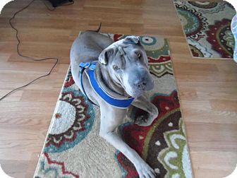 Shar Pei Dog for Sale in Mira Loma, California - Sally Shar Pei Dog for Sale in Mira Loma, California - Sally