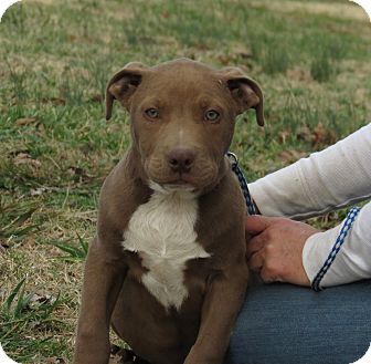 American Pit Bull Terrier/American Bulldog Mix Puppy for Sale in Glastonbury, Connecticut - Atticus~meet me~ American Pit Bull Terrier/American Bulldog Mix Puppy for Sale in Glastonbury, Connecticut - Atticus~meet me~