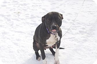 Pit Bull Terrier Mix Dog for Sale in New cumberland, West Virginia - Jello Pit Bull Terrier Mix Dog for Sale in New cumberland, West Virginia - Jello