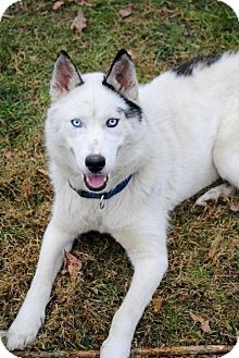 Husky Mix Dog for Sale in Danbury, Connecticut - Willow ADOPTION PENDING Husky Mix Dog for Sale in Danbury, Connecticut - Willow ADOPTION PENDING