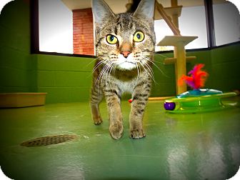 Domestic Shorthair Cat for Sale in Gadsden, Alabama - Smashmouth Domestic Shorthair Cat for Sale in Gadsden, Alabama - Smashmouth