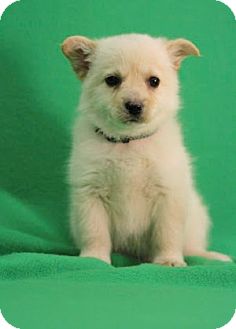 Pomeranian/American Eskimo Dog Mix Puppy for Sale in Broomfield, Colorado - Nilla Pomeranian/American Eskimo Dog Mix Puppy for Sale in Broomfield, Colorado - Nilla