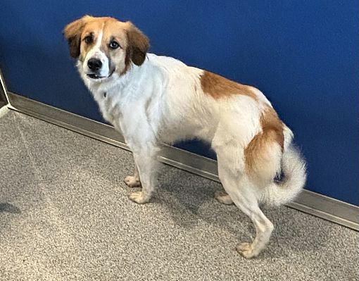 Bartlesville Ok Great Pyrenees Brittany Meet Shyla A Pet For