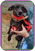 Chihuahua Mix Dog for Sale in Windham, New Hampshire - Bambi (In New England) Chihuahua Mix Dog for Sale in Windham, New Hampshire - Bambi (In New England)