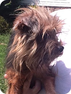 Yorkie, Yorkshire Terrier Dog for Sale in Stamford, Connecticut - Yonkers Yorkie, Yorkshire Terrier Dog for Sale in Stamford, Connecticut - Yonkers